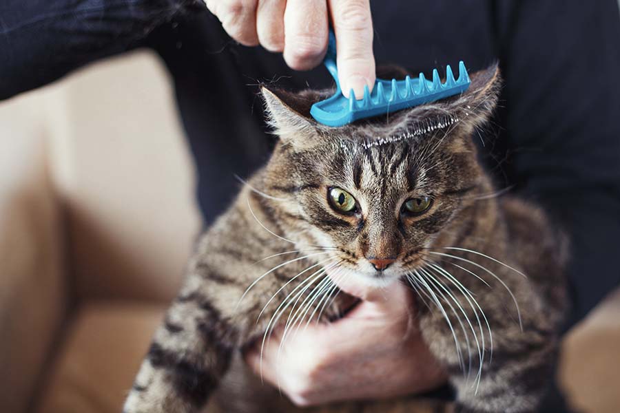 a-man-combs-the-fur-of-his-pet-gray-cat-with-brush-2022-01-21-03-48-33-utc